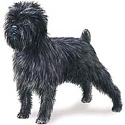 affenpinscher