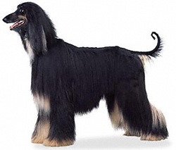 affenpinscher