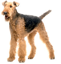 airedale-terrier