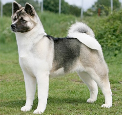 american-akita