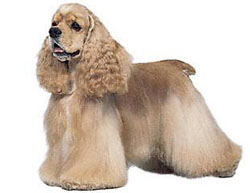 american-cocker-spaniel