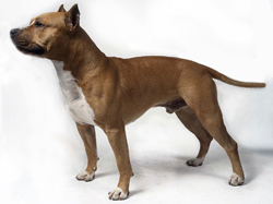 american-staffordshire-terrier