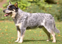 australian-cattle-dog