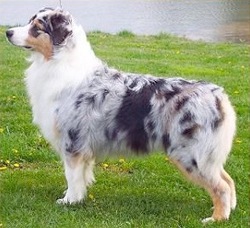 australian-shepherd