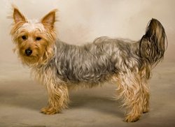 australian-silky-terrier