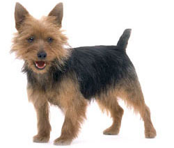 australische-terrier