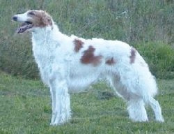 barzoi