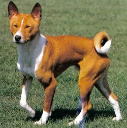 basenji