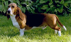 basset-artesien-normand