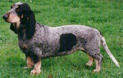 basset-bleu-de-gascogne