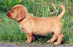 basset-fauve-de-bretagne