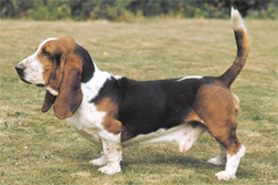 basset-hound