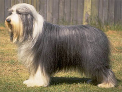 bearded-collie