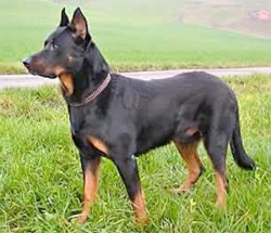 beauceron