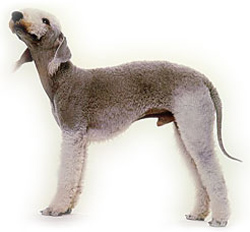 bedlington-terrier