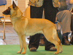 belgische-herder-mechelse