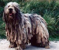 bergamasco