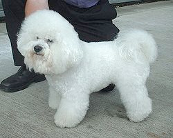 le-bichon-frise