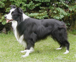 border-collie