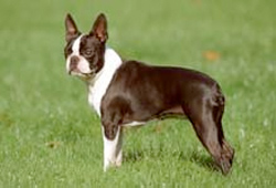 boston-terrier