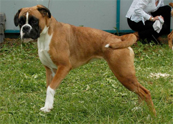 boxer