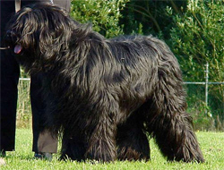 briard