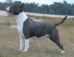 bull-terrier