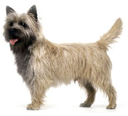 cairn-terrier