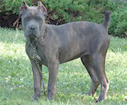 cane-corso