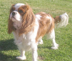 cavalier-king-charles-spaniel