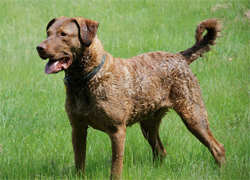 chesapeake-bay-retriever