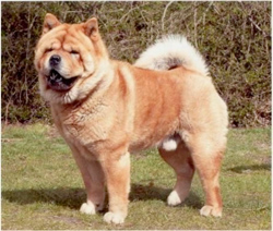 chow-chow