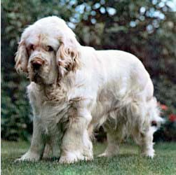 clumber-spaniel