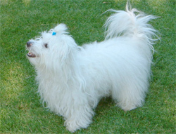 coton-de-tulear