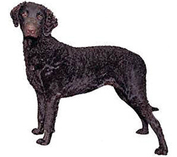 curly-coated-retriever