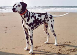 dalmatier