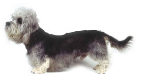 dandie-dinmont-terrier