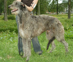 deerhound