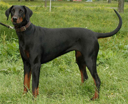 dobermann