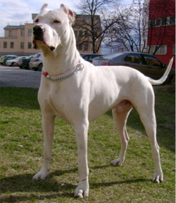 dogo-argentino