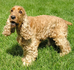 engelse-cocker-spaniel