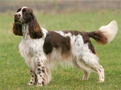 engelse-springer-spaniel