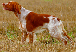 epagneul-breton