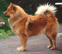 eurasier