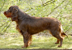 field-spaniel