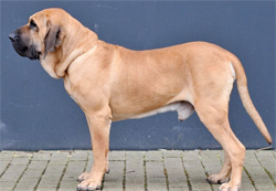 fila-brasileiro