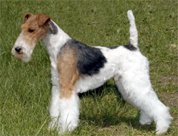 fox-terrier-draadhaar