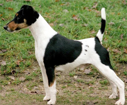 fox-terrier-gladhaar