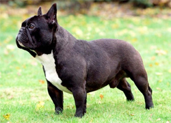 franse-bulldog