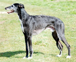 galgo-espanol